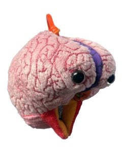 Brain model kc angle