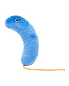 Cholera (Vibrio cholerae)