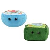 Animal Cell