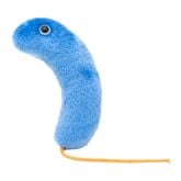 Cholera (Vibrio cholerae)