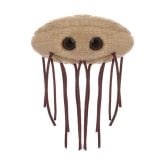 E. coli (Escherichia coli)