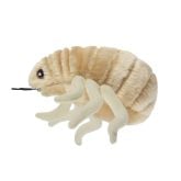 Bed Bug (Cimex lectularius)