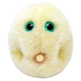 Toxic Mold (Stachybotrys chartarum)