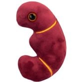 Kidney Cancer (Malignant neoplasm)