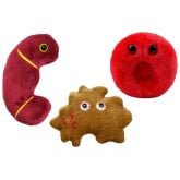 Kidney Stone