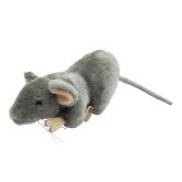 Norway Rat