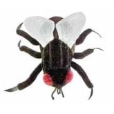 Cockroach