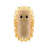 E. coli (Escherichia coli)