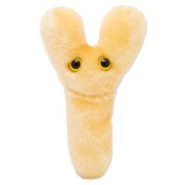 Bifido (Bifidobacterium longum) by GIANTMICROBES
