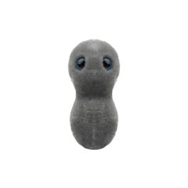 Clap - Gonorrhea (Neisseria Gonorrhoeae) by GIANTMICROBES