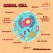 Animal Cell tag