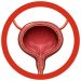 Bladder plush real image