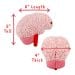 Brain organ dimensions