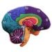 Brain plush model left
