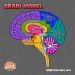 Brain model tag