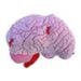 Deluxe Brain With Hidden Cells & Neurotransmitters