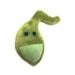 Gallbladder