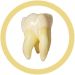 Tooth molar real image