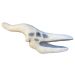 Pteranodon skull