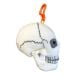 Skull key chain side