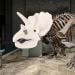 Triceratops plush dino skeleton