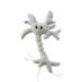 Brain Cell (Neuron)