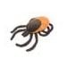 Tick (Ixodes scapularis)