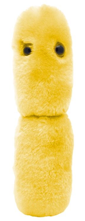 Acidophilus plush yellow