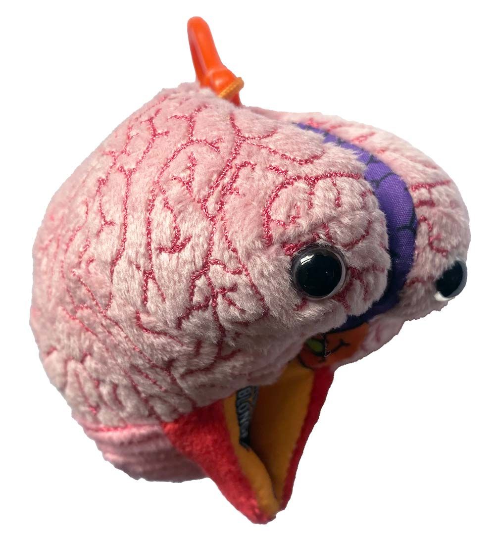 Brain model kc angle