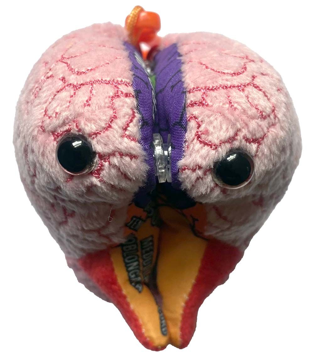 Brain model kc front
