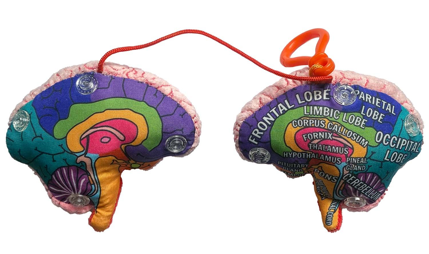 Brain model kc inside