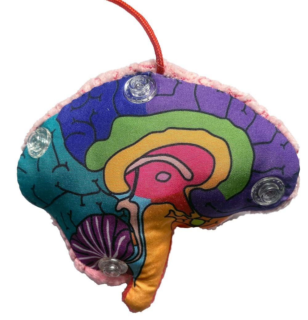 Brain model kc inside left