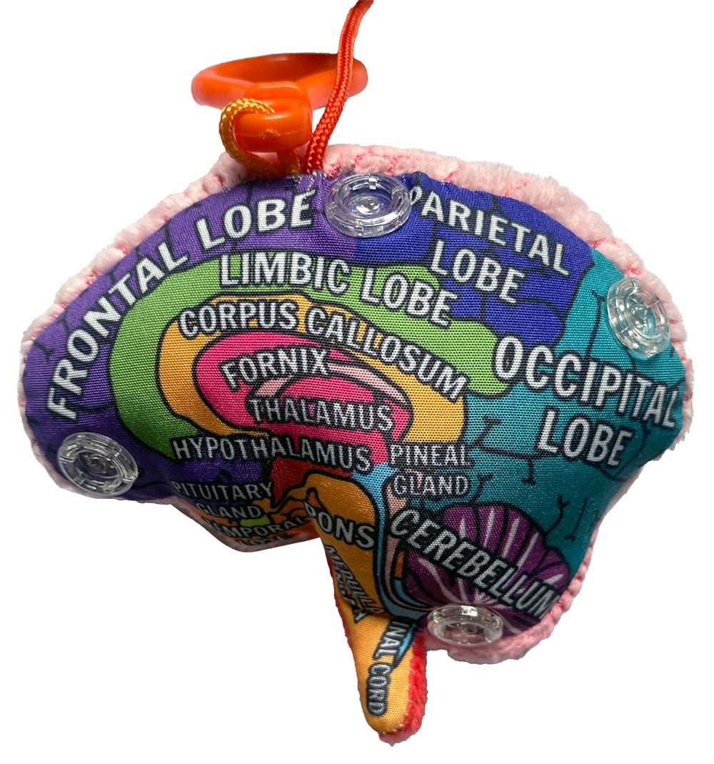Brain model kc inside right