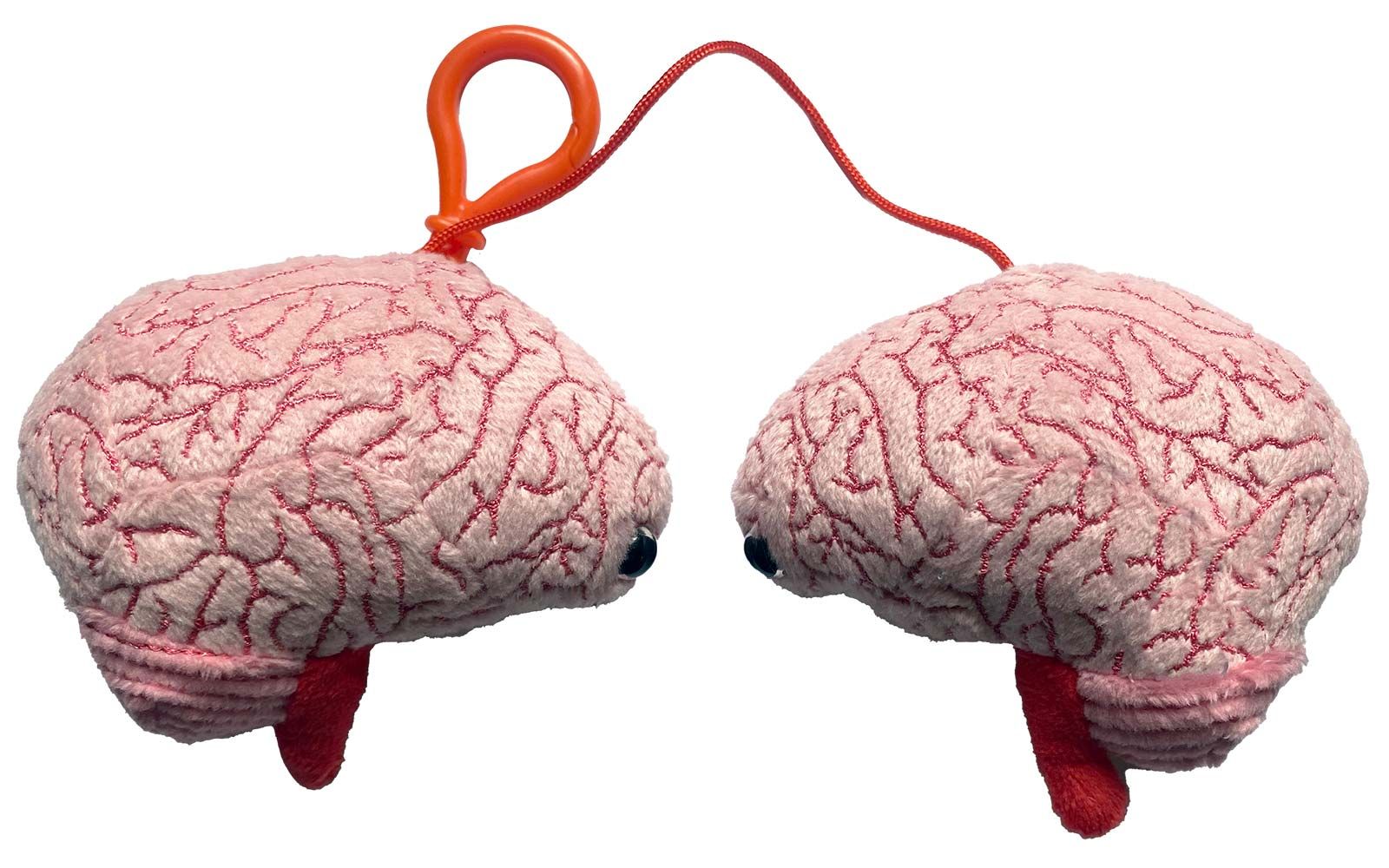 Brain model kc outside