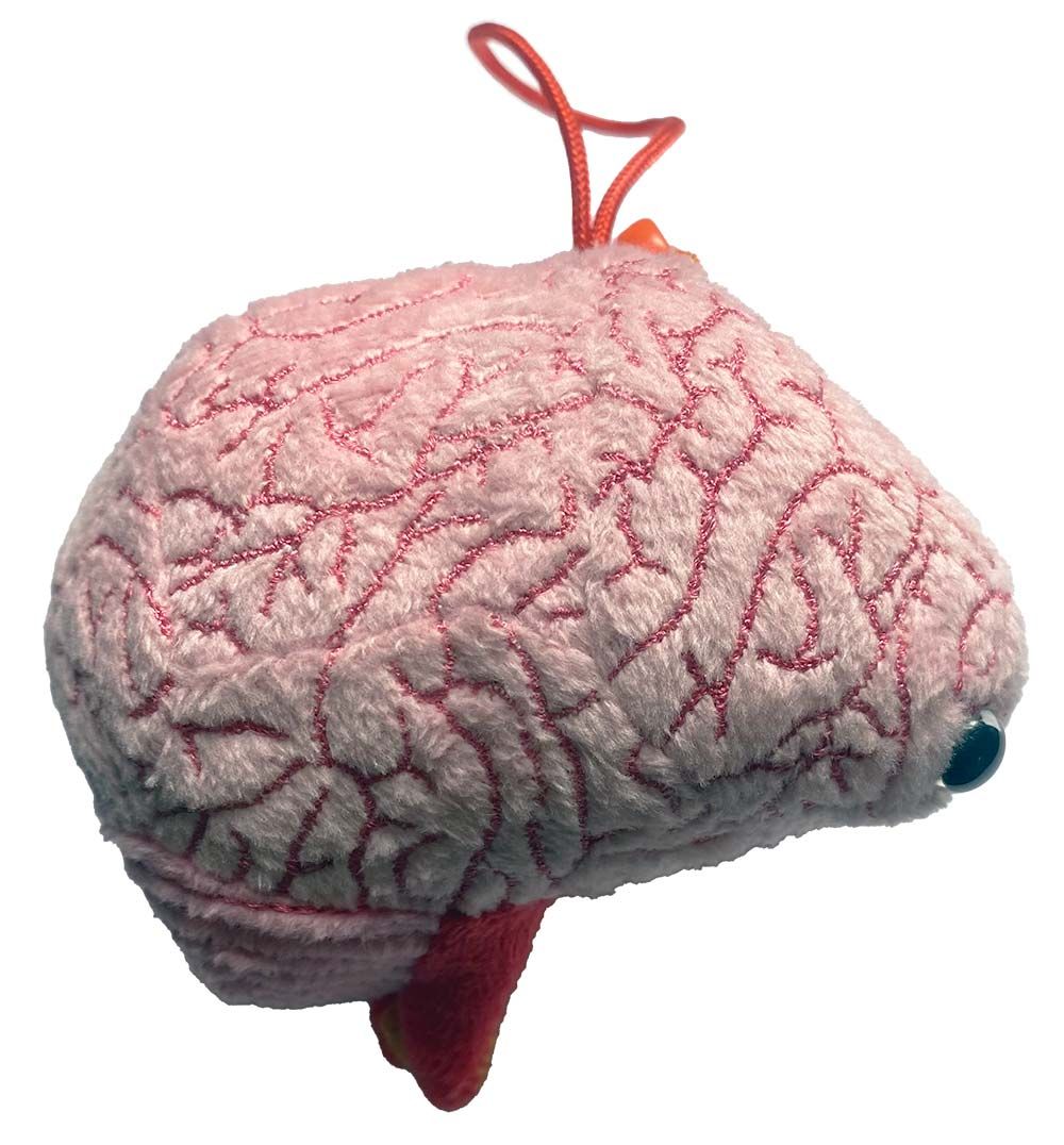 Brain model kc side