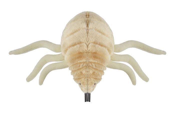 Flea plush top