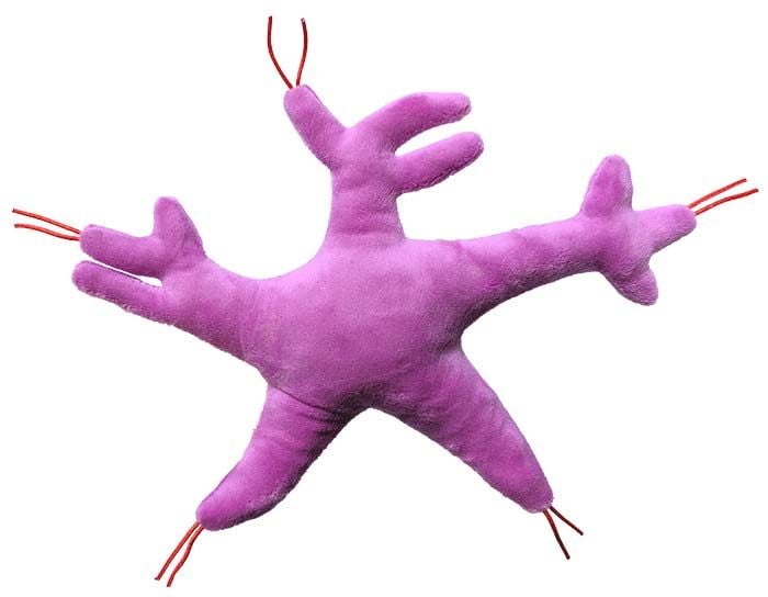 Glial Cell back
