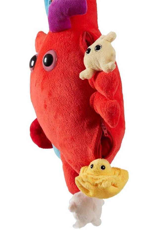 Heart XL side view