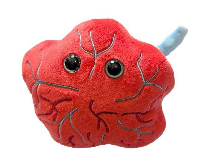 Placenta plush angle