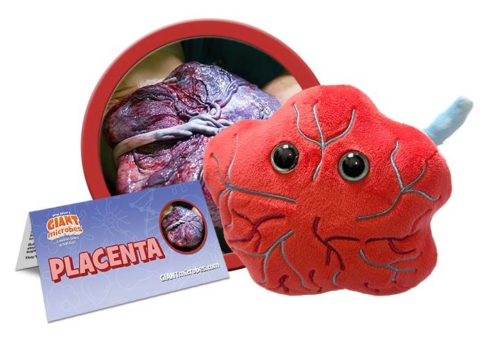 Placenta plush cluster