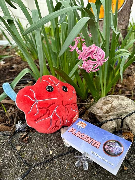 Placenta plush with flowers
