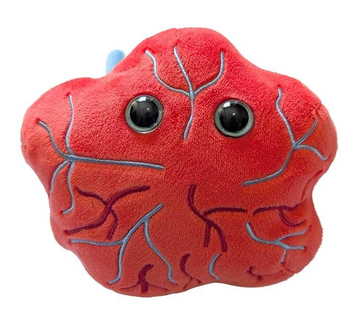 Placenta plush front