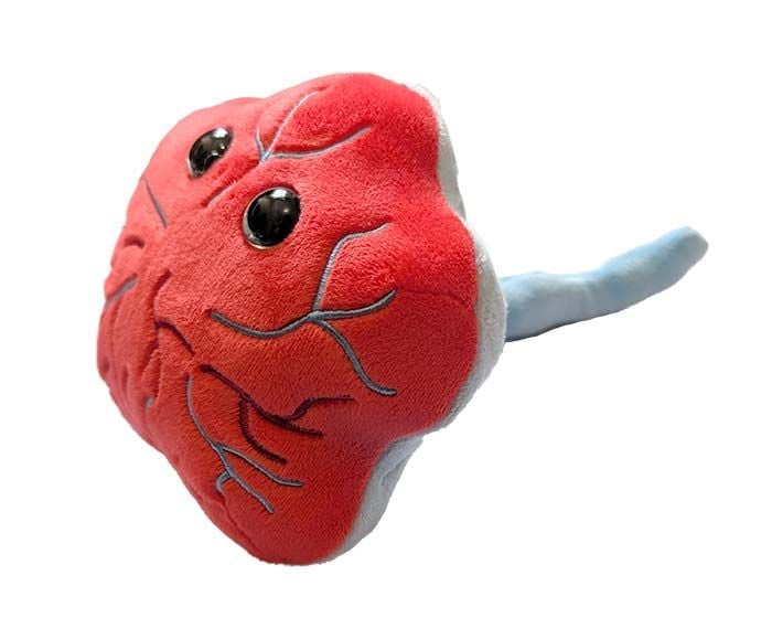 Placenta plush side