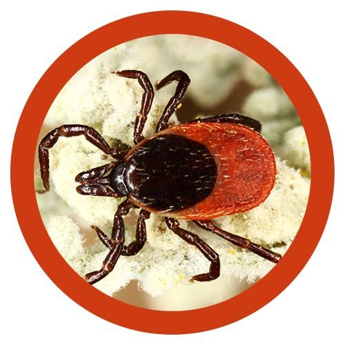 Tick real image