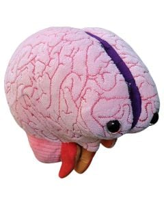 Brain plush model angle view