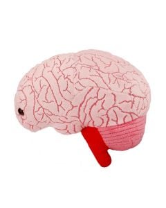 Brain plush side