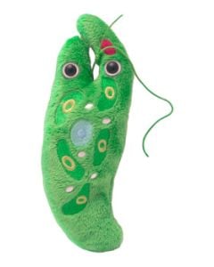 Euglena plush doll