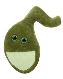 Gallbladder plush front