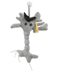 Graduation Brain Cell front view