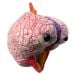 Brain model kc angle